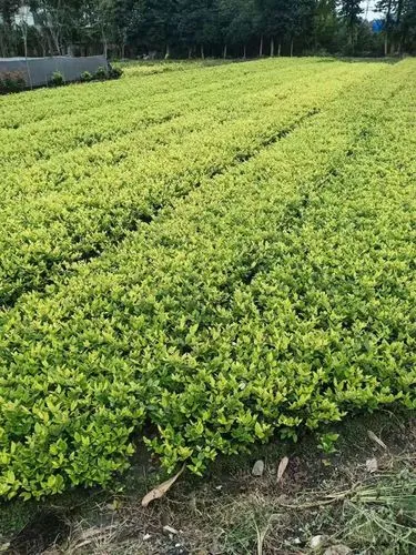 篮球体适能训练器材